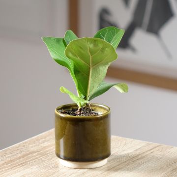 Ficus lyrata - Fiddle-leaf fig
