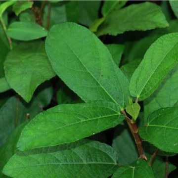 Ficus tikoua - Prostrate fig