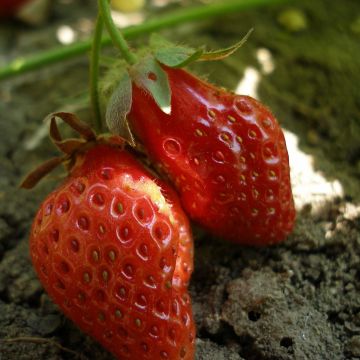 Organic Strawberry Rubis des Jardins - Fragaria ananassa