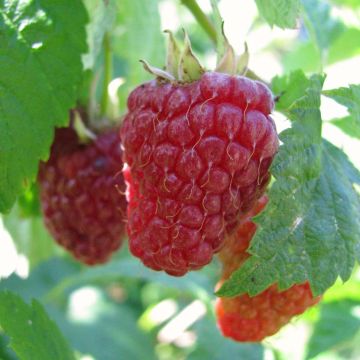 Organic Raspberry Autumn Happy Malling (Everbearing) - Rubus idaeus