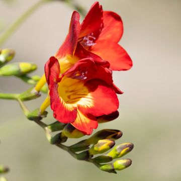 Freesia Single Red