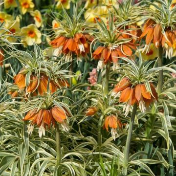 Fritillaria imperialis Argenteovariegata
