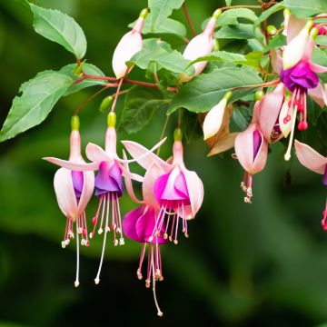 Fuchsia Summermelody Sunmarcos