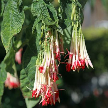 Fuchsia regia (ssp. Reitzii) Reitzii