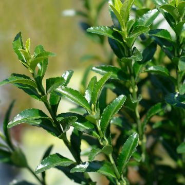Euonymus japonicus Green Spire - Japanese Spindle