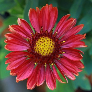Gaillardia Arizona Red Shades