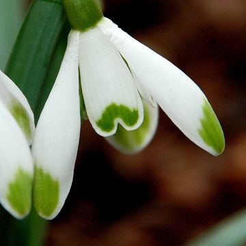 Galanthus nivalis Viridapice