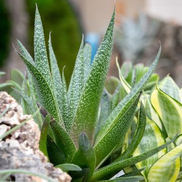 Gasteria  'D. Due'
