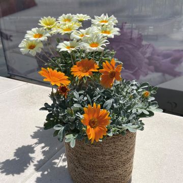 Gazania Sun Stoper orange Seeds