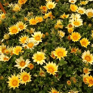 Gazania rigens Zany Sunny Side Up - Treasure flower seeds