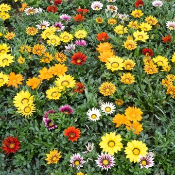 Gazania rigens Zany Mixture seeds - Treasure Flower