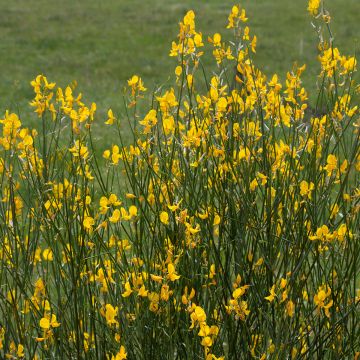 Spartium junceum