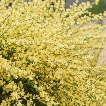 Cytisus praecox