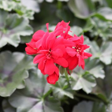 Pelargonium Moonflair Red - Ivy Geranium
