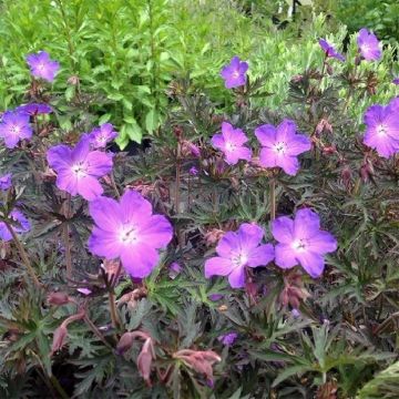 Geranium pratense Femme Fatale