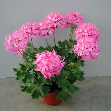 Pelargonium hortorum Fireworks Pink