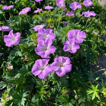 Geranium sanguineum Frivolius™ Lilac - Bloody cranesbill