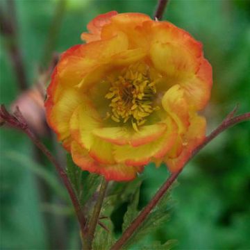 Geum coccineum Nonna Geum coccineum Nonna