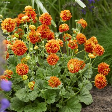 Geum Orange Pumpkin