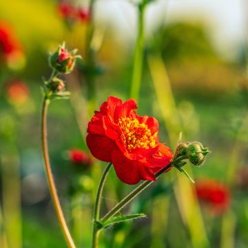 Geum Flore-Plena Blazing Sunset 