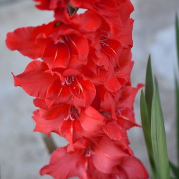 Gladiolus grandiflorus Amiga - Sword Lily Gladiolus grandiflorus Amiga - Sword Lily