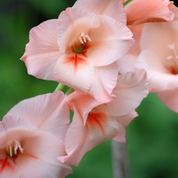 Gladiolus grandiflorus Apricot Beauty - Sword Lily