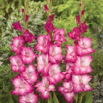 Gladiolus grandiflorus Cantate - Sword Lily Gladiolus grandiflorus Cantate - Sword Lily