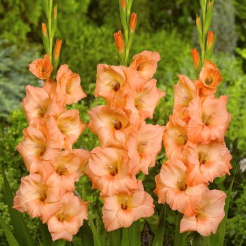 Gladiolus grandiflorus Georgia Peach - Sword Lily Gladiolus grandiflorus Georgia Peach - Sword Lily
