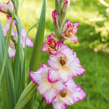 Gladiolus × grandiflorus Emmy - Dwarf gladiolus Glamini, Gladdies series