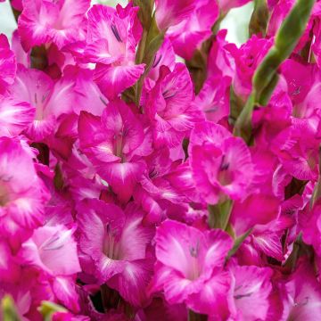 Gladiolus grandiflorus Evi - Sword Lily