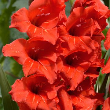 Gladiolus grandiflorus Peter - Sword Lily Gladiolus grandiflorus Peter - Sword Lily