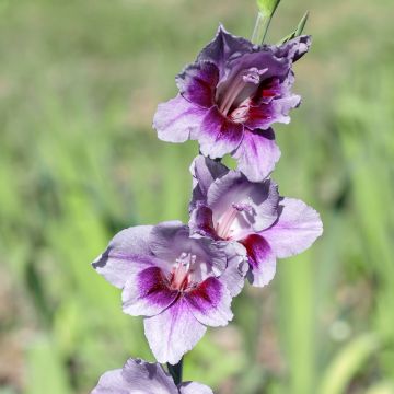 Gladiolus grandiflorus Tina - Sword Lily Gladiolus grandiflorus Tina - Sword Lily