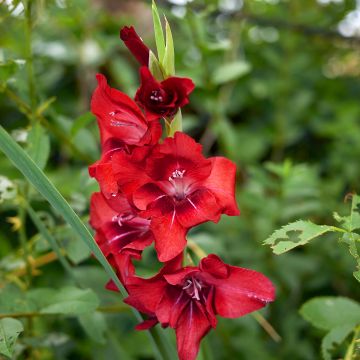 Gladiolus grandiflorus Tom - Sword Lily Gladiolus grandiflorus Tom - Sword Lily