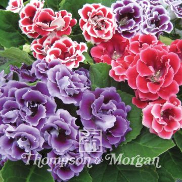 Gloxinia Brocade Double Mixed seeds