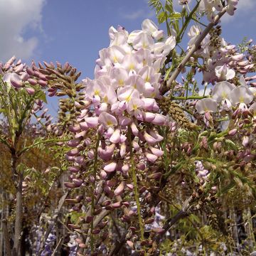 Wisteria brachybotrys 'Shiro-Beni' - Glycine soyeuse Shiro-Beni, Glycine japonaise Shiro-Beni