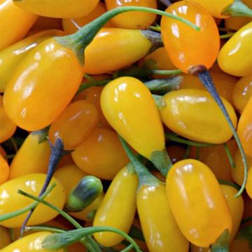 Lycium barbarum Amber Sweet
