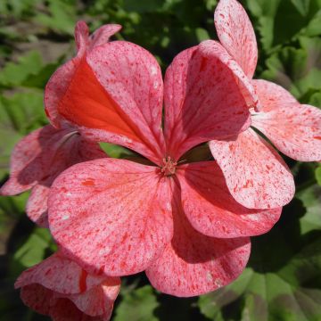 Pelargonium Flic Flac Red Nova