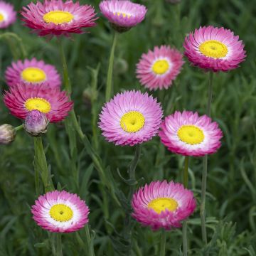 Rodanthe acrocephala subsp. roseum Goliath - Acroclinium Goliath, Helipterum Goliath, Immortelle d'Australie Goliath