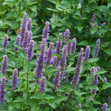 Graines d'Agastache foeniculum - Agastache fenouil Graines d'Agastache foeniculum - Agastache fenouil