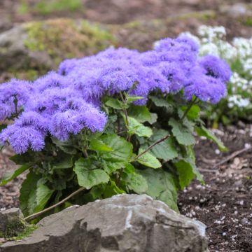 Agérate du Mexique Blue Mink
