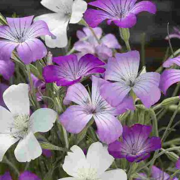 Corncockle Queen Mix seeds - Agrostemma githago