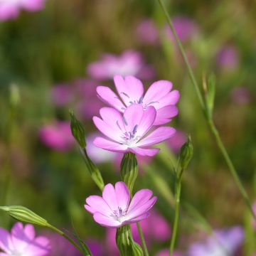 Agrostemma coeli-rosa seeds - Rose of heaven