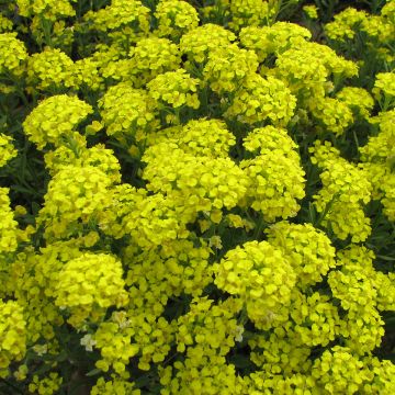 Alyssum montanum Berggold Seeds