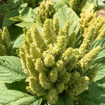Amaranthus hypochondriacus Green Thumb seeds - Love-lies-bleeding