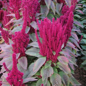 Amaranthus cruentus Red Cathedral seeds - Red amaranth, prince's feather