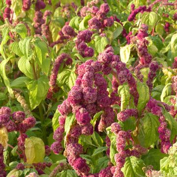 Amaranthus caudatus Mira seeds - Love-lies-bleeding