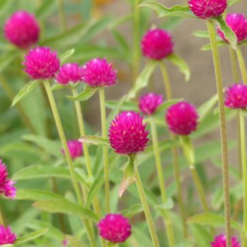 Gomphrena haagenana QIS® Carmine Seeds - Globe Amaranth Gomphrena haagenana QIS® Carmine Seeds - Globe Amaranth