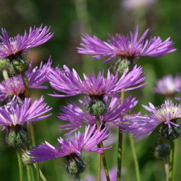 Amberboa muricata Seeds - Sweet Sultan