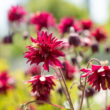 Aquilegia vulgaris Bordeaux Barlow - Columbine seeds Aquilegia vulgaris Bordeaux Barlow - Columbine seeds