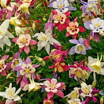 Ancolies hybrides Mac Kana - Aquilegia X cultorum 